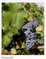 Mourvedre Grapes